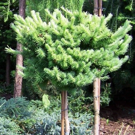 Лиственница Блю Дравф японская на штамбе 120-150 см