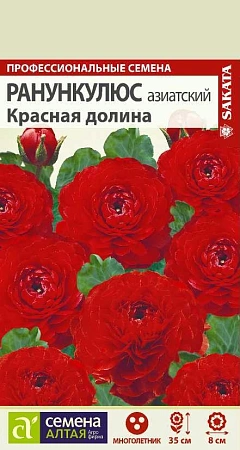 Ранункулюс Красная Долина, 5 шт