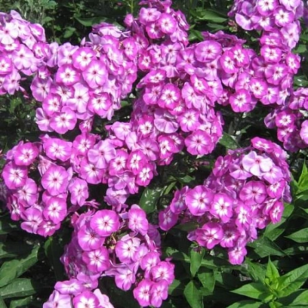 Флокс Paniculata Uspech