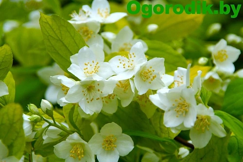 Чубушник Aureus венечный 30-40 см Чубушник Aureus венечный 30-40 см