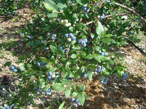 Голубика Шантеклер С3 Голубика Шантеклер С3