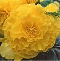 Бегония AmeriHybrid Ruffled Yellow (2 шт. в уп.) Бегония AmeriHybrid Ruffled Yellow (2 шт. в уп.)