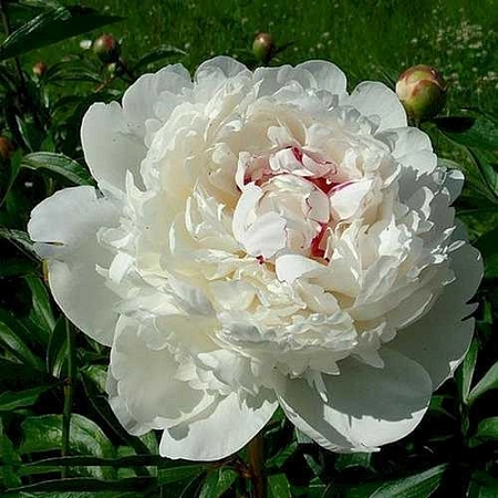 Пион Festiva Maxima (уп. 1 шт) Пион Festiva Maxima (уп. 1 шт)