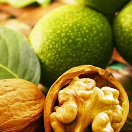 Орех грецкий Идеал С7