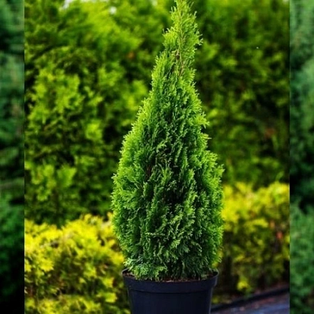 Туя Смарагд (Smaragd) западная 50-70 см