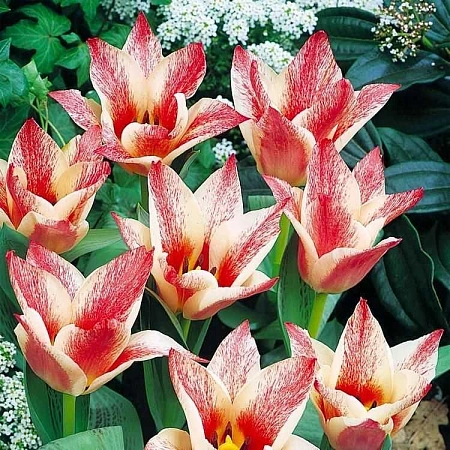 Тюльпан Czaar Peter (10 шт. в уп.)