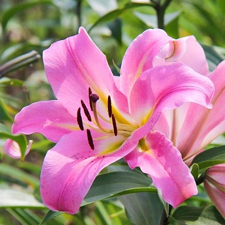 Лилия Dolce & Gabbana