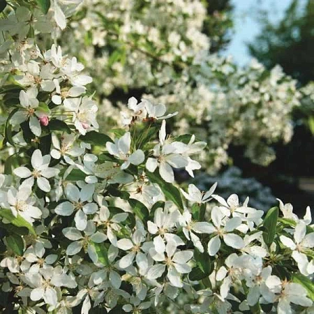 Яблоня декоративная Зибольда 180 см