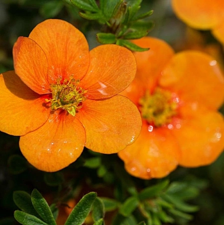 Лапчатка Orange Star кустарниковая