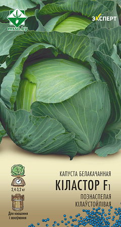 Капуста белокочанная Киластор F1, 12шт (Эксперт) (МССО)