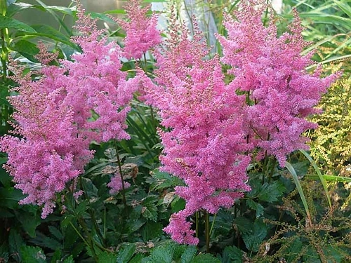 Астильба в ассортименте Астильба в ассортименте