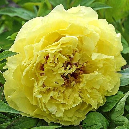 Пион Yellow (уп. 1 шт)