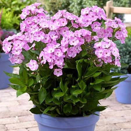 Флокс Sweet Dreams