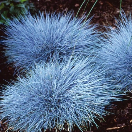 Овсяница сизая Eisvogel Овсяница сизая Eisvogel