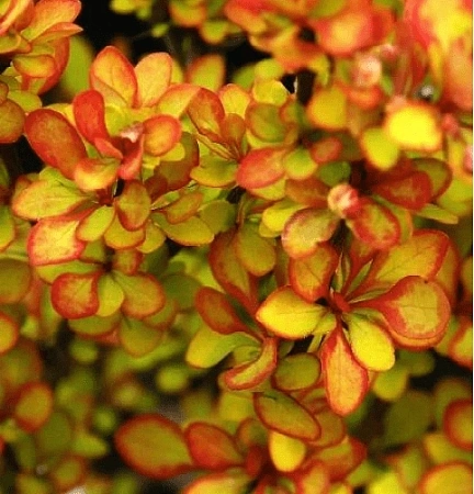 Барбарис Саммер Сансет (Summer Sunset) Тунберга C3