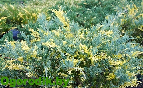 Можжевельник средний Блю энд Голд 20-30 см Можжевельник средний Блю энд Голд 20-30 см