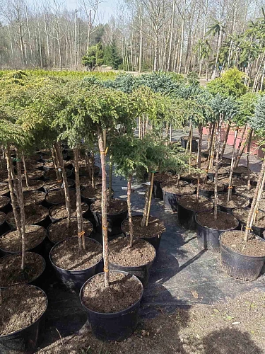 Можжевельник Микс на штамбе 60 см Можжевельник Микс на штамбе 60 см