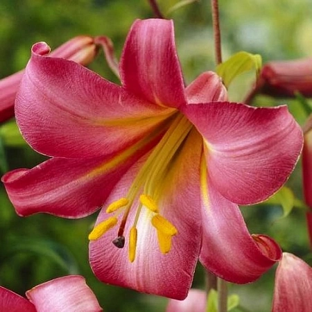 Лилия Trumpet Pink Perfection