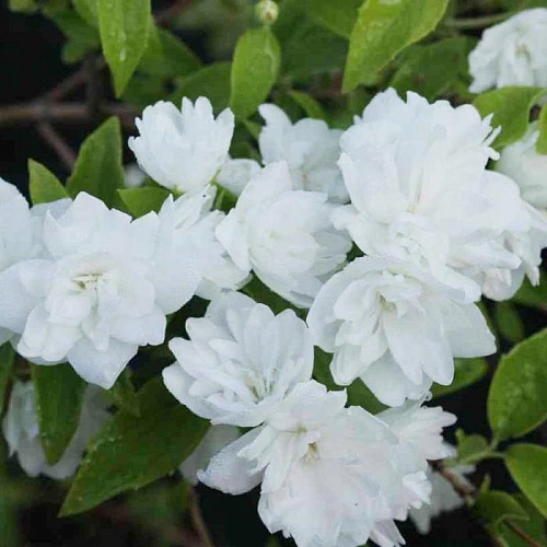 Чубушник Frosty Morn 40-60 см Чубушник Frosty Morn 40-60 см