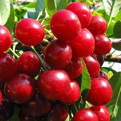 Вишня Новодворская Вишня Новодворская