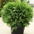 Туя шаровидная Вудварди 20-30 см Туя шаровидная Вудварди 20-30 см
