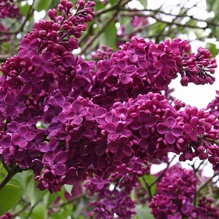 Сирень Людвиг Шпет обыкновенная С2 Сирень Людвиг Шпет обыкновенная С2