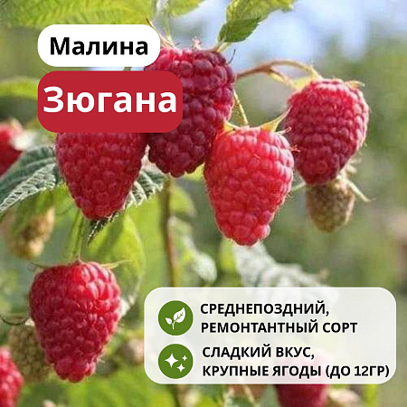 Малина Зюгана ремонтантная С3 Малина Зюгана ремонтантная С3