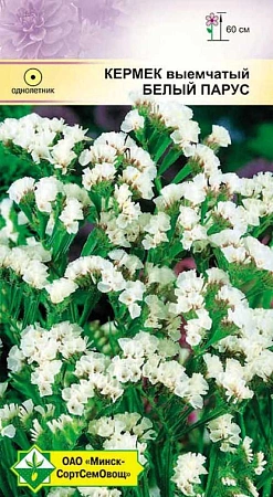 Кермек выемчатый Белый парус 0,15 г (МССО) Кермек выемчатый Белый парус 0,15 г (МССО)