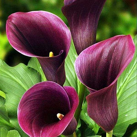 Калла Captain Promise (уп. 1 шт) Калла Captain Promise (уп. 1 шт)