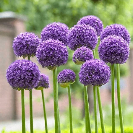 Аллиум Gladiator (1 шт. в уп.)