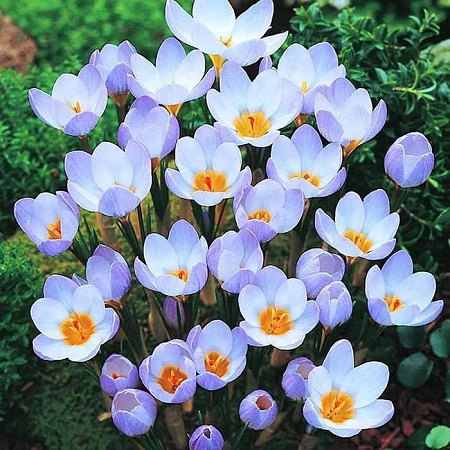 Крокус Blue Pearl (15 шт. в уп.)