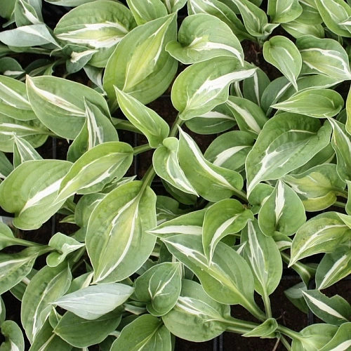 Хоста Snake Eyes Хоста Snake Eyes