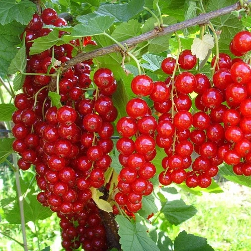 Смородина красная Йонкер ван тетс Смородина красная Йонкер ван тетс