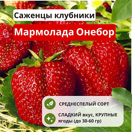 Клубника Мармолада Онебор