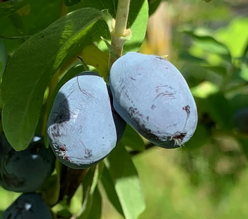 Жимолость съедобная Бореал Бьюти С3 Жимолость съедобная Бореал Бьюти С3