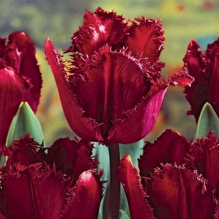 Тюльпан Black Jewel (5 шт. в уп.)