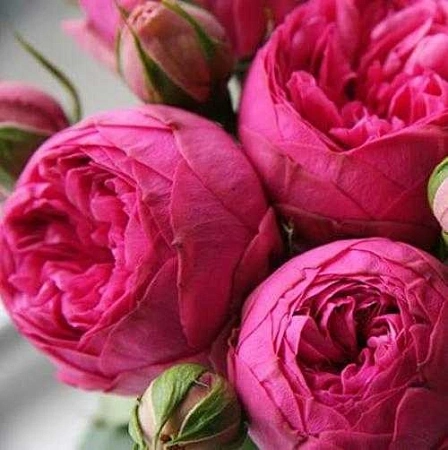 Роза чайно-гибридная Пинк Пиано (Pink Piano) Сербия