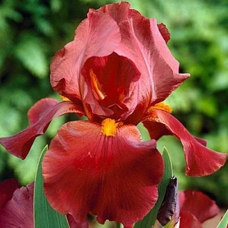 Ирис Germanica Sultan's Palace (1 шт. в уп.)