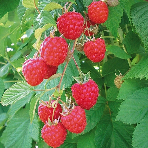 Малина Глен Ампл Малина Глен Ампл