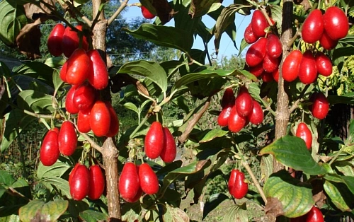 Кизил Владимировский Кизил Владимировский