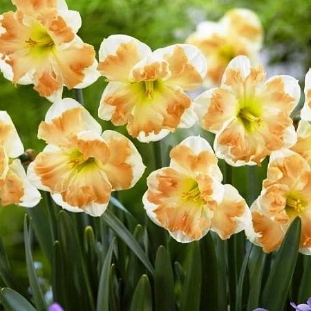 Нарцисс Cum Laude (5 шт. в уп.)