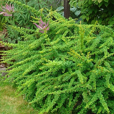 Барбарис Тунберга Green Carpet 20-30 см