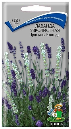 Лаванда узколистная Тристан и Изольда, 10 шт