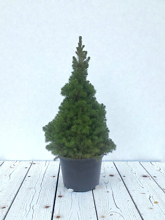 Ель канадская Коника (Conica) 50-70 см копаная в горшке