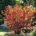 Дерен Sibirica 50-70 см Дерен Sibirica 50-70 см