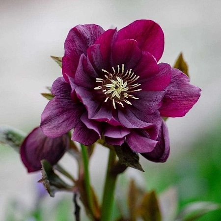 Морозник Double Ellen Red (уп. 1 шт)