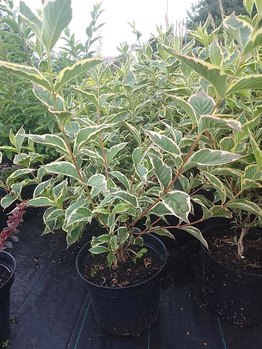 Вейгела Variegata 40-60 см Вейгела Variegata 40-60 см