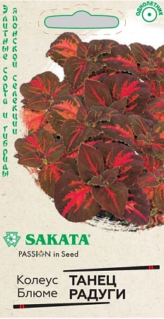 Колеус Танец радуги SAKATA 4 шт (ГАВРИШ)