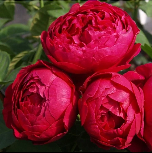 Роза на штамбе Ascot (чайно-гибридная) Роза на штамбе Ascot (чайно-гибридная)