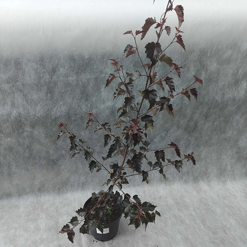 Береза Purpurea повислая Береза Purpurea повислая